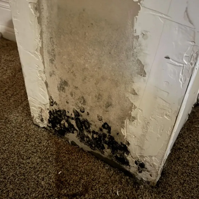 Professional Mold Removal in City of Staunton, VA